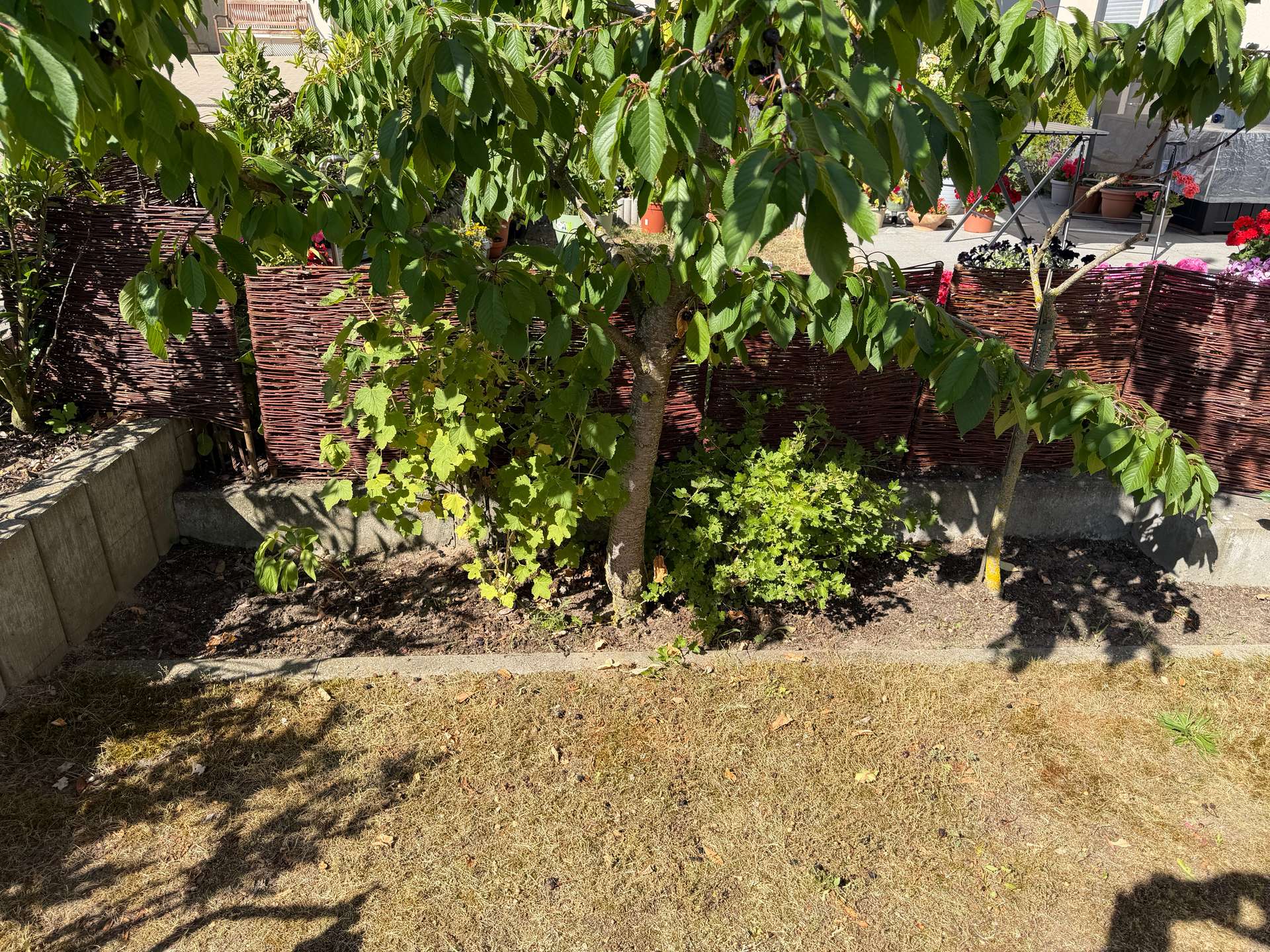 Garten Beeren